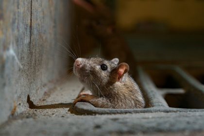 01 rats cities coronavirus nationalgeographic 2721591