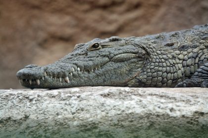 Nile crocodile head