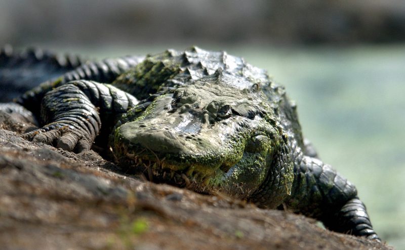 190126121107 crocodile new delhi zoo