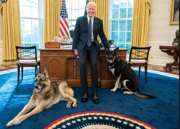Screenshot 2021 03 09 joe biden dog Google Search