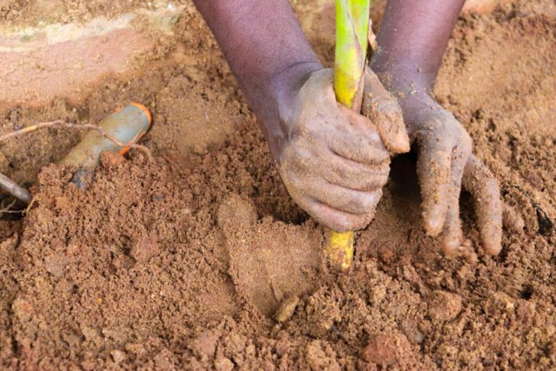 RC IKEJA ALAUSA TREE PLANTING 11 1024x683 1
