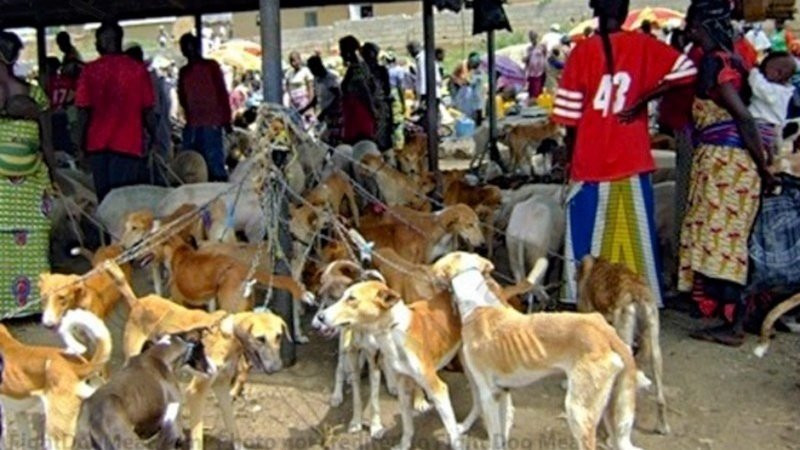 dog market