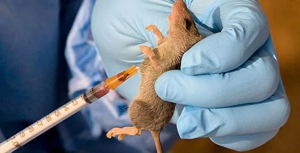 LASSA FEVER jpg