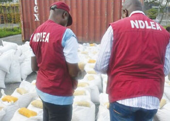 NDLEA Adamawa seizes drugs