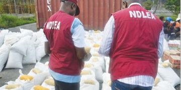 NDLEA Adamawa seizes drugs