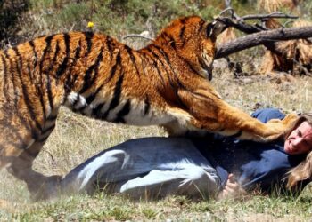 Zookeeper killed by tiger