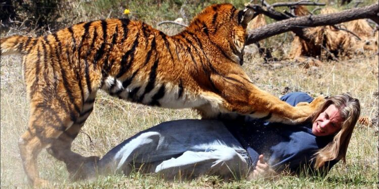 Zookeeper killed by tiger