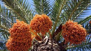 Date Palm