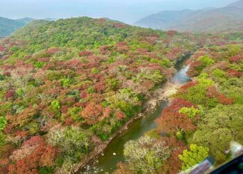 Gashaka Gumti Carbon Project