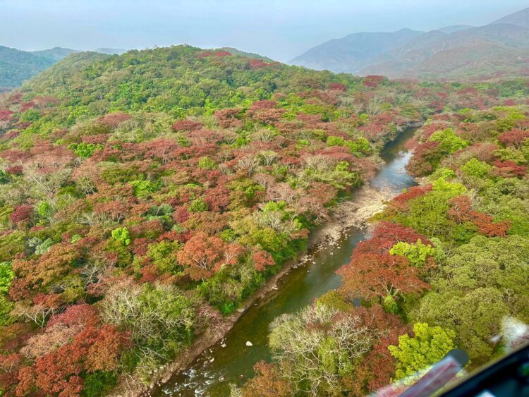 Gashaka Gumti Carbon Project