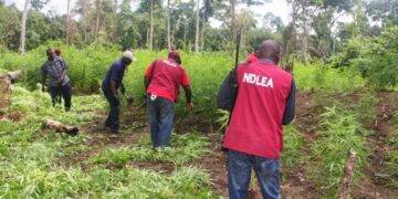 NDLEA destroys cannabis farm