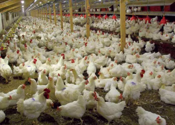 Nigeria poultry industry