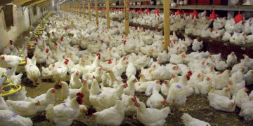 Nigeria poultry industry