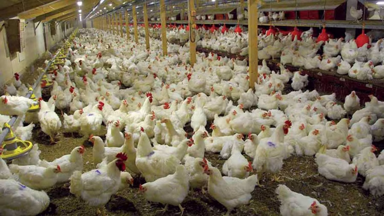 Nigeria poultry industry