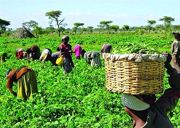Jigawa fertiliser subsidy