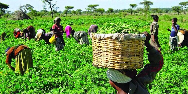 Jigawa fertiliser subsidy