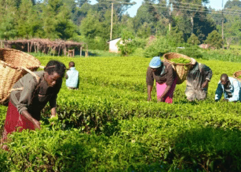 Nigeria Unveils Private Sector Reforms to Boost Agriculture