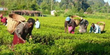 Nigeria Unveils Private Sector Reforms to Boost Agriculture